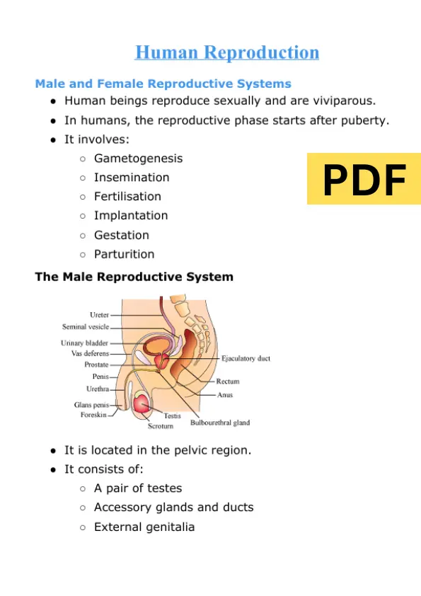 Human Reproduction Class 12 Notes